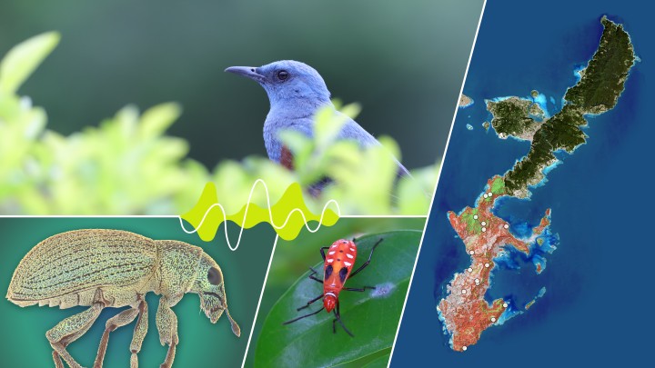 Collage of images illustrating ESI outputs and services, Photography, audio graphs, maps, specimens, analysis, and field sites.