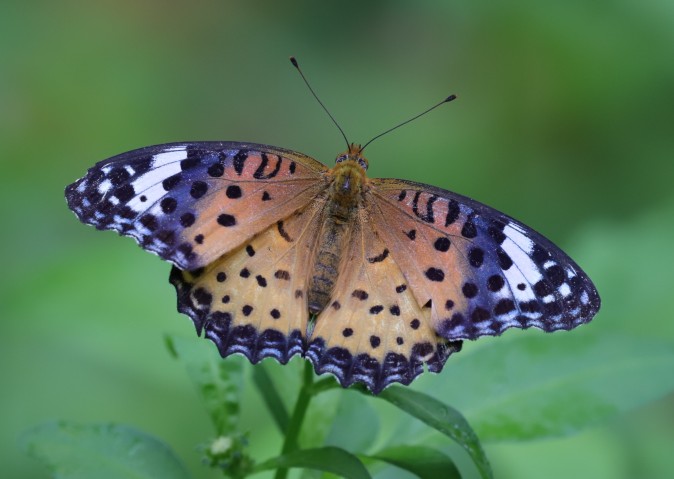 Photo of butterfly in Okinawa
