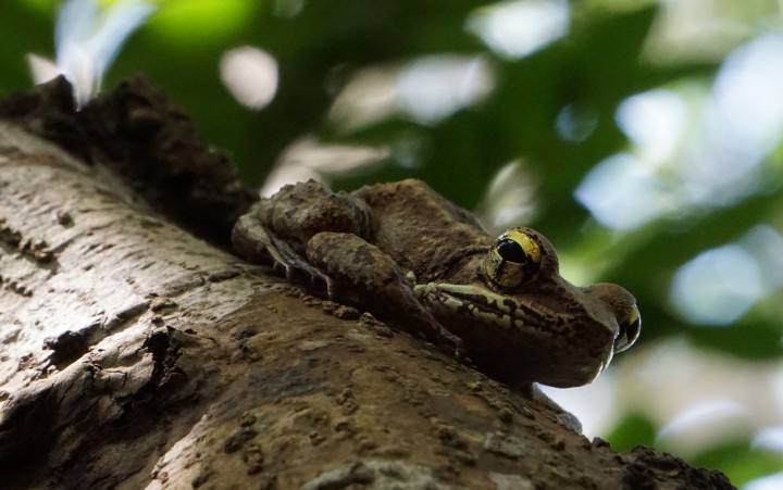Photograph of Odorrana narina (Ryukyu tip-nosed frog) in Okinawa 