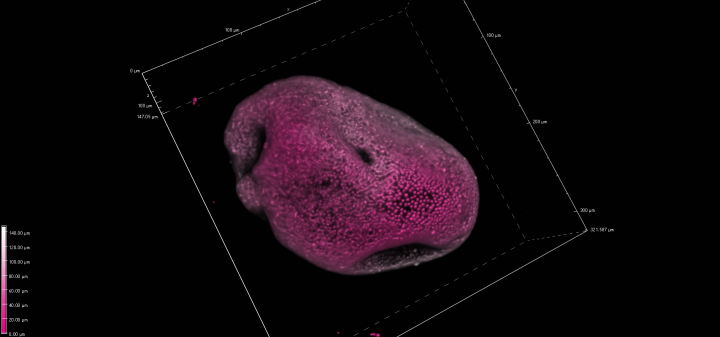 2 photon image of a cell