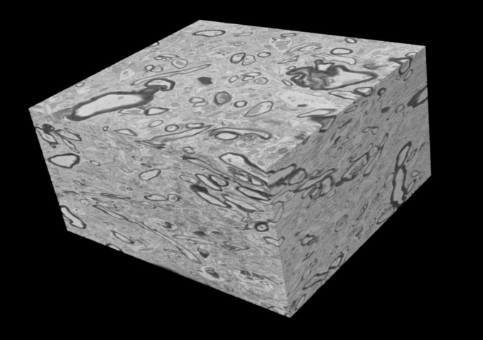 A 3-Dimensional image stack taken with slice and view imaging