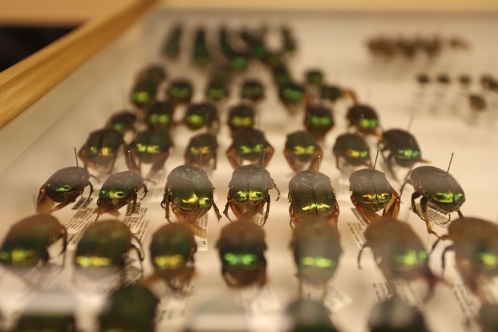 Close up of pinned specimens (beetles) in collection drawer