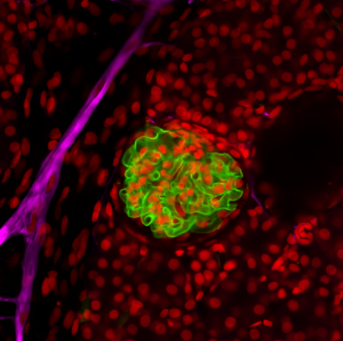 Confocal microscopy image of a kidney sections