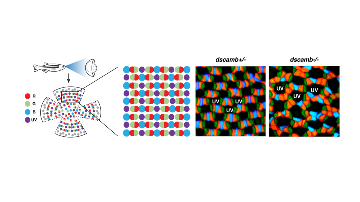 Retinal cells know when to keep their distance Szollosi Unit header image