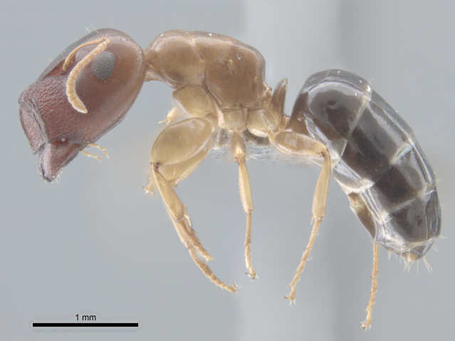 micro photography of Colobopsis shohki (ant)