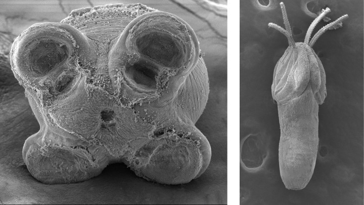 Two photos from scanning electron microscopes, showing the newfound species of tapeworms.