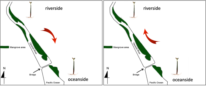 stg_Matin_research natural transplant