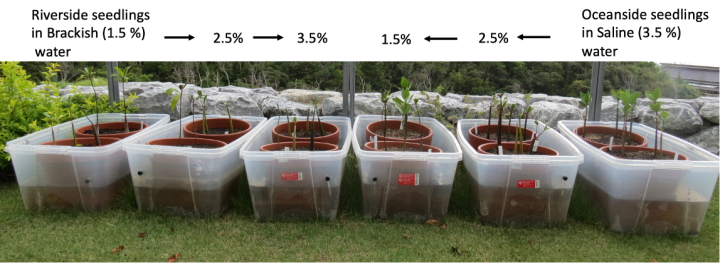 stg_Matin_research control transplant