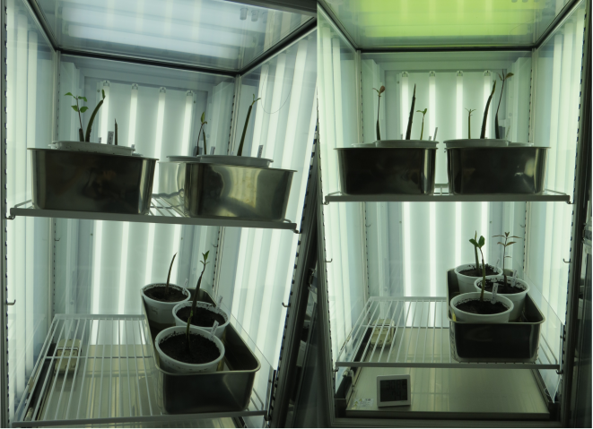 stg_Matin_research biotron