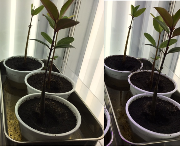 stg_Matin_research biotron grown