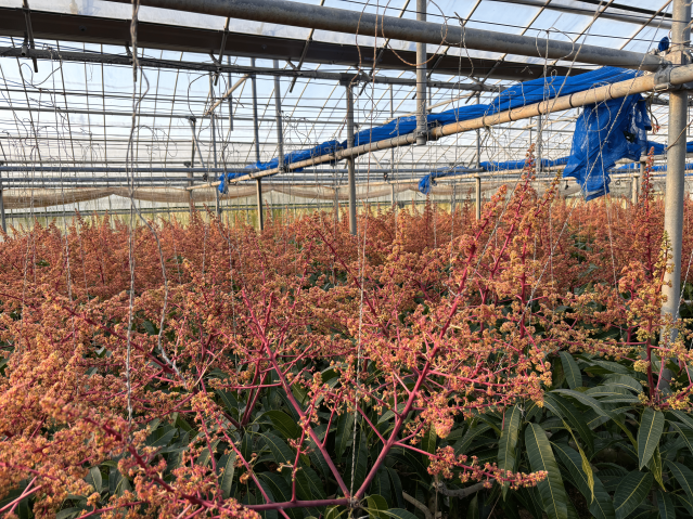 iGEM mango field (young)