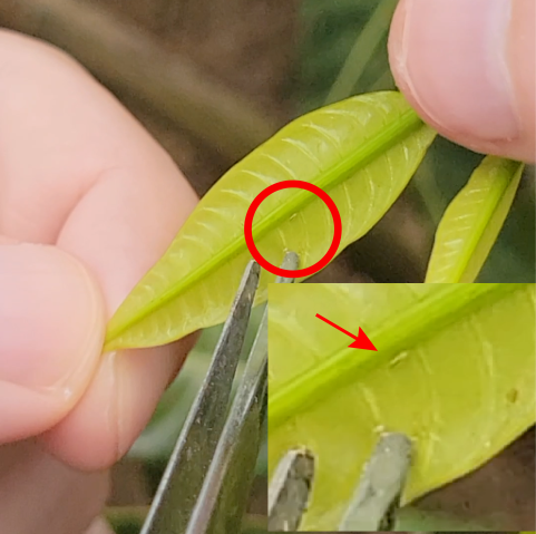 iGEM thrips collection zoom