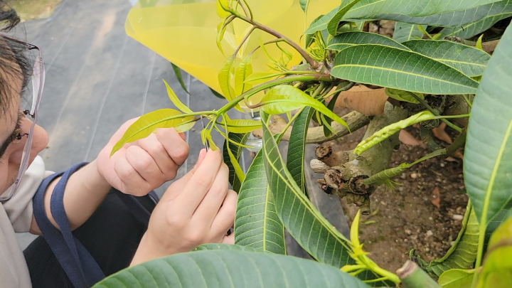 Thrips sample collection