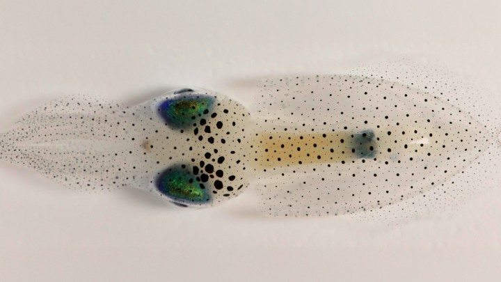 Image of oval squid, viewed from above on a white background