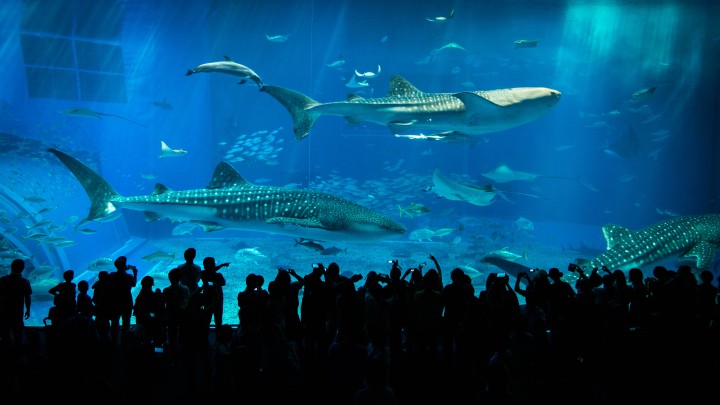 Visitors at The Kuroshio Sea main tank, Churaumi Acquarium