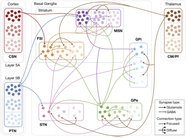 Basal Ganglia Model