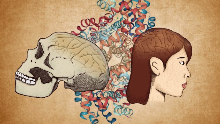 Graphic illustration of the main findings of the paper, showing a Neanderthal skull on the left and a modern human head on the right. The 3D protein structure of the ADSL enzyme is visualized in the background.