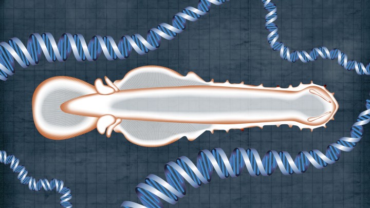 An illustration of the arrow worm Paraspadella gotoi on a background of strings of DNA.