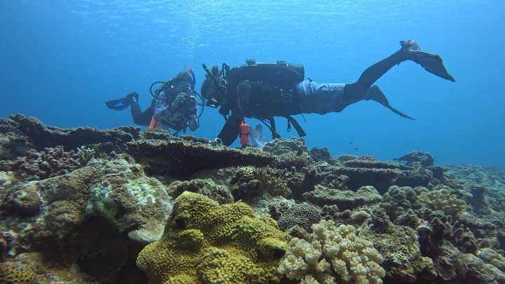 An underwater photograph of two SCUBA diver investigating corals in a reef with various scientific equipment. Colorful corals are seen in the foreground.