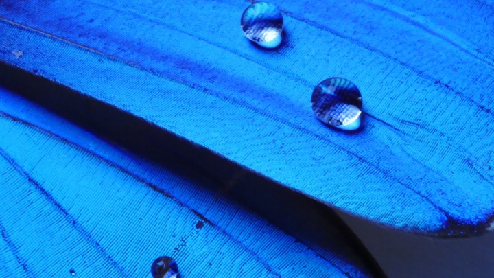 Dew drops on the blue butterfly's wings
