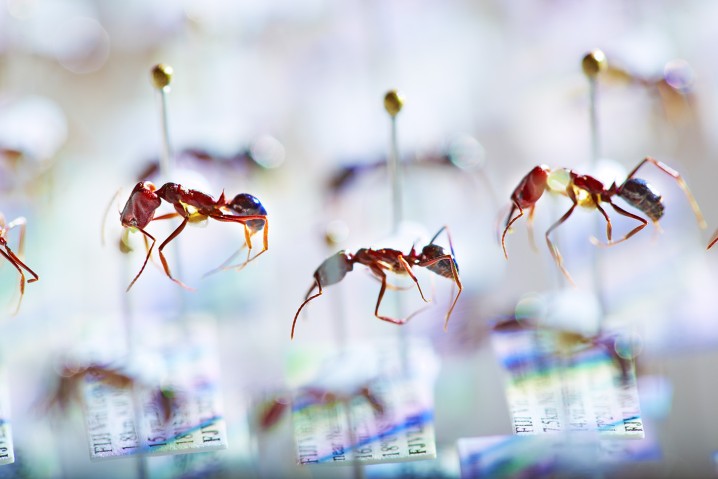 Rows of pinned ants sit above detailed information cards about each specimen