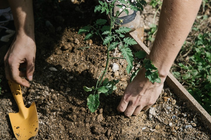 newly planted tomato start