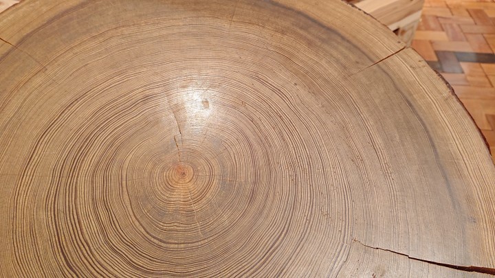 Tree ring
