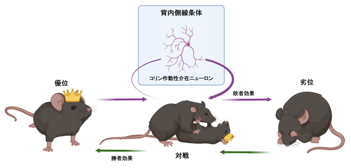 マウスの様子が3段階で描かれている。左側では、王冠をかぶったマウスが「優位」と表示されている。中央では、このマウスが別のマウスと格闘しており、その上には神経細胞が描かれ、コリン作動性介在ニューロンの関与が強調されている。右側では、マウスは劣位となり、顔を覆っている。