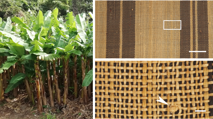 Photograph of Itobashou plants and close-up shots of woven textiles.