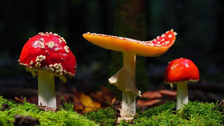 A photo of three red capped, white stem mushrooms sitting on a forest floor carpeted in brown fallen leaves and soft green moss. Credit: Pixabay (https://pixabay.com/photos/mushrooms-moss-disc-fungus-fungus-8644983/)