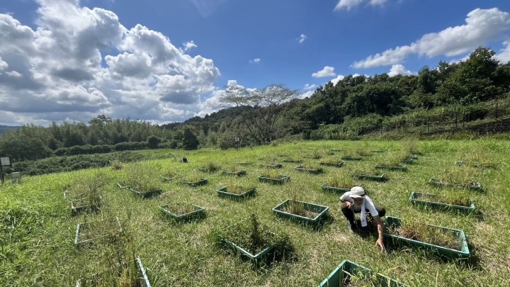 green grass field and blue sky