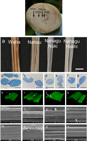 A series of photographs and 3D visualizations. Top is a photograph of a cross-section of an Itobashou banana stem, with annotations pointing to different fiber grades. Below that a photo of 4 bundles of fibers.  Below that a series of microscope images of fiber cross sections, clearly showing the differences in cell wall thickness. Below is a series of green, 3D projections of fibers, and finally a series of black-and-white SEM images.