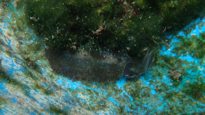 A photograph of a white oval squid hiding by a clump of algae in a research tank.