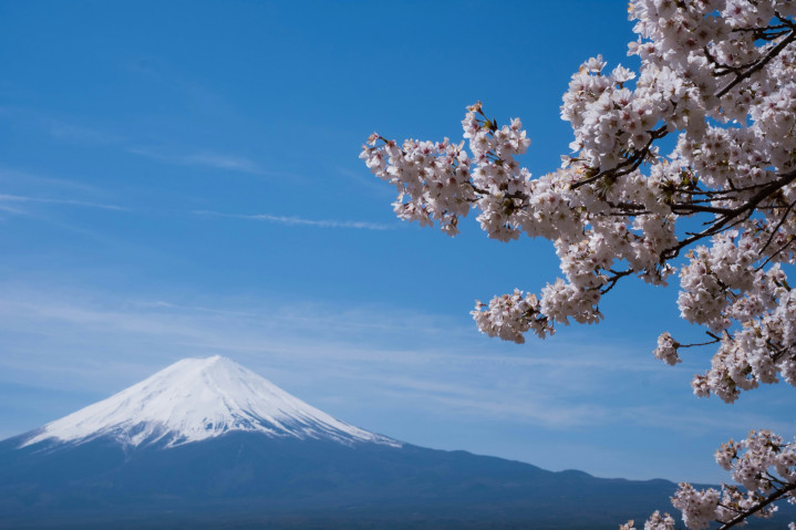 Mt. Fuji and Yoshino cherry blossoms