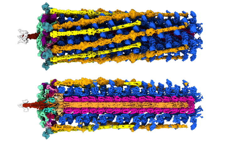 High resolution cryo-EM mapping of bacteriophage tail, with different proteins depicted in different colors.