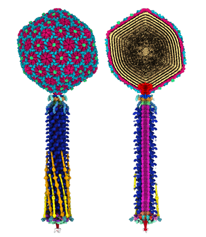 The molecular structure of bacteriophage Bas63, with different proteins highlighted in different colors. The bacteriophage consists of long tail fibers connected to a head capsid.