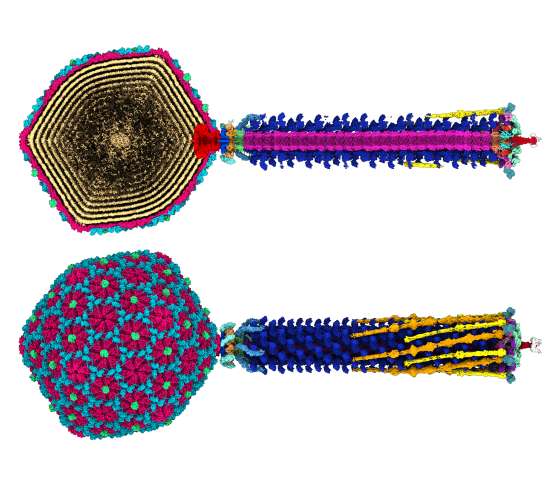 The molecular structure of bacteriophage Bas63, with different proteins highlighted in different colors. The bacteriophage consists of long tail fibers connected to a head capsid.