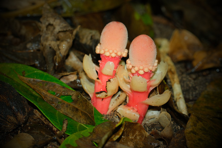 A macro photograph of a pair of bright-red, mushroom-looking Balanophora flowering plants in the moist undergrowth, surrounded by dead and green leaves.
