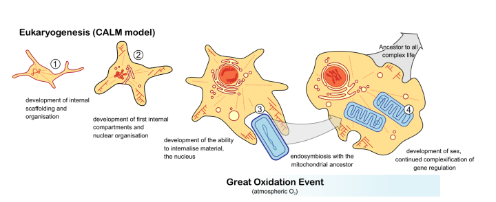 An illustration of the beginnings of multicellular life, showing how the complexity of cellular life increases with the progression of the Great Oxidation Event.