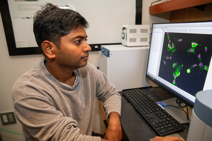 研究者が共焦点顕微鏡を用いて、蛍光緑色に染色された細胞と、ピンク色の核を観察している様子。