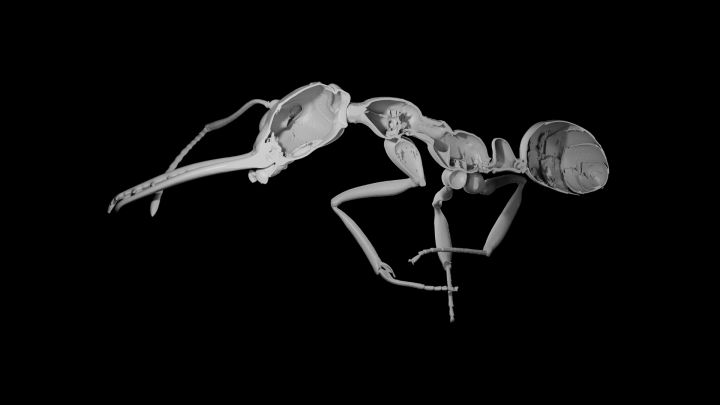 X線断層撮影法による働きアリ（Myrmoteras sp.）の外骨格の3D再構築。