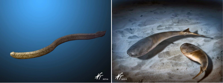 Two illustrations of underwater creatures. On the left is a scaley, eel-like animal with prominent eyes against a blue background, on the right is a pair of armored, tad-pole-like fish against a sandy seabed.
