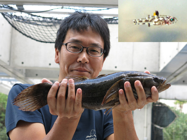 Photograph of a researcher holding a large goby fish. An inset photograph shows a tiny, striped goby.