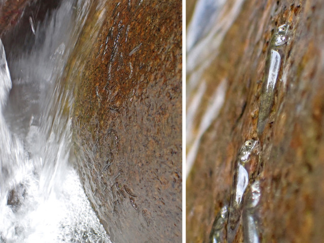 Two photographs of a waterfall, both showing two silvery fish clinging to the rock. They are barely visible on the right photo, whereas a zoomed-in photo on the left clearly shows them, well hidden in the streaming water.