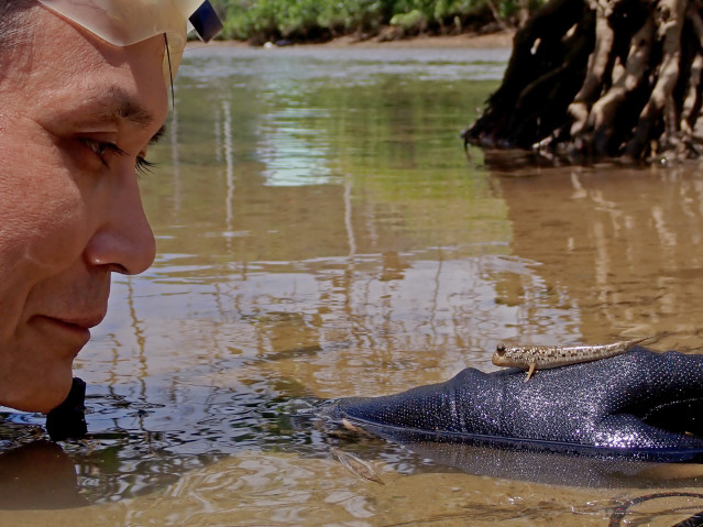 Dr. Ken Maeda looking at a mudskipper that has landed on his hand in Okinawa. Courtesy of Shotaro Maeda. 