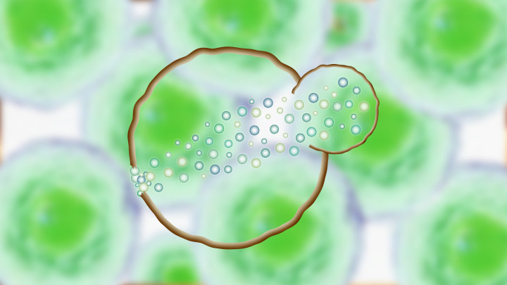 Graphical illustration of multiple proteins being recruited from across the interior of a yeast cell to help repair the cell membrane at the site of damage.