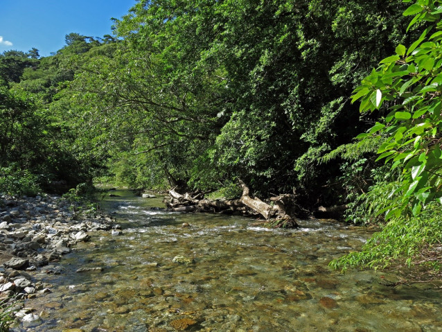 A photograph of a shallow stream surrounded by lush, green forest.