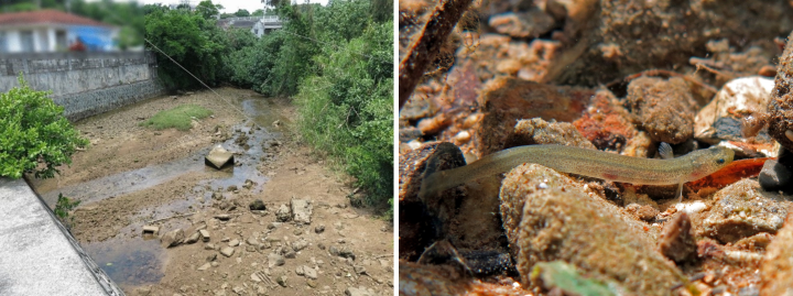 Two photographs, left one showing a shallow riverbed flanked by buildings, the other a closeup of long, slender fish among tan stones.