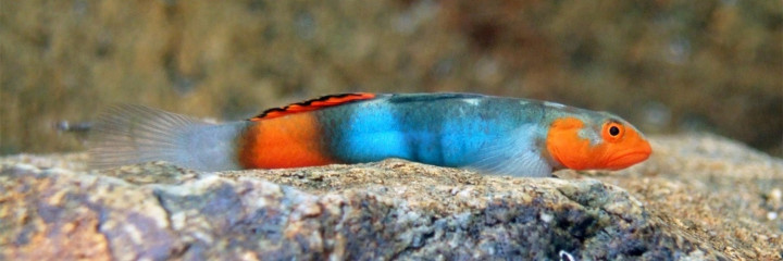Photograph of colorful goby fish, starkly striped in blue and orange.