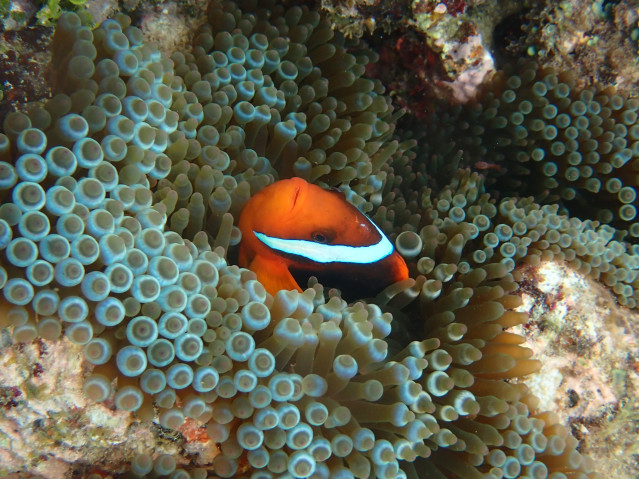 An orange fish with a thick white bar dividing its face from the rest of its body is pictured peeking out of a large bubble-tip anemone.